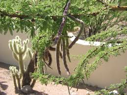 Twisted Acacia(Acacia torta (Roxb.) Crib.)